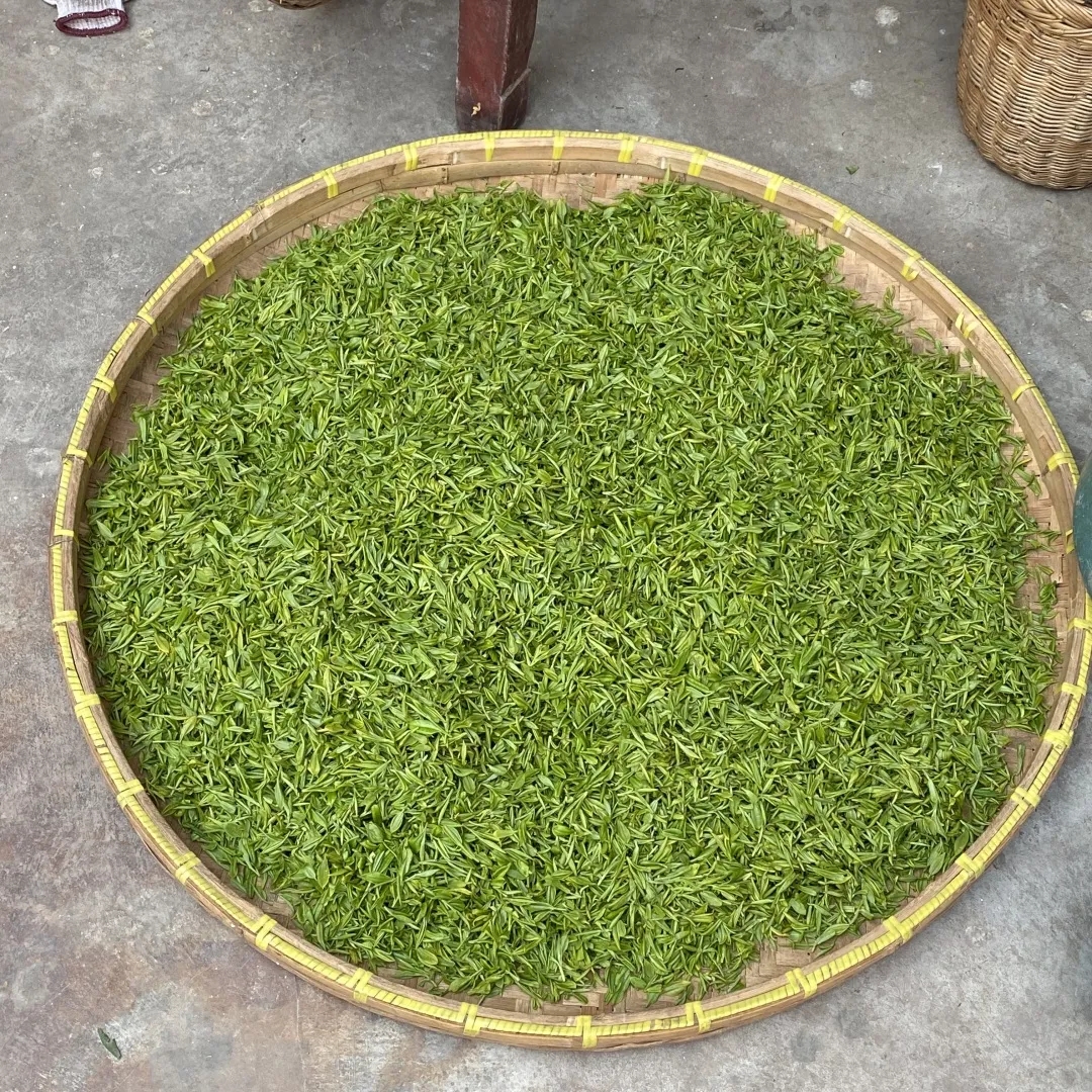 迈橙会员品尝碧螺春 11