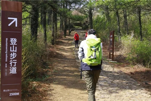 偶遇|缥缈峰头望太湖 山下初品碧螺春