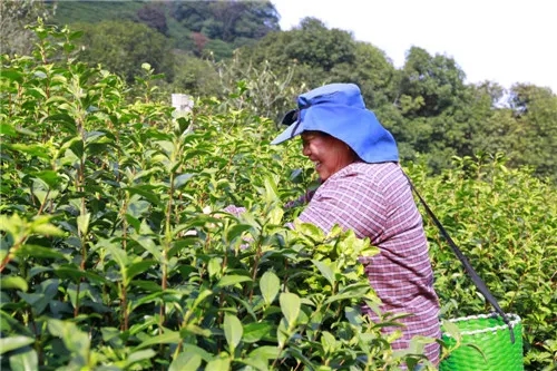 迈橙偶遇碧螺春采茶 2